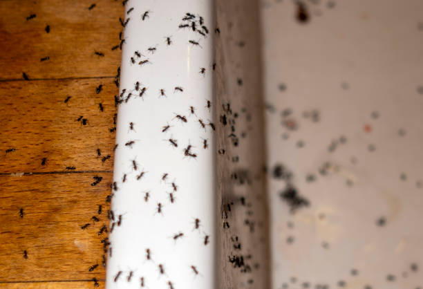 Best Pest Inspection Near Me  in Salem, OH