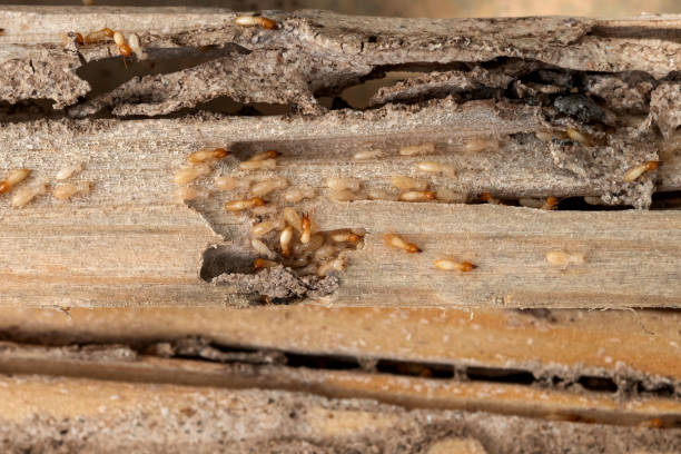 Best Termite Control Services  in Salem, OH