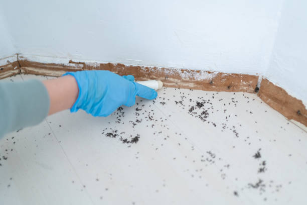Best Pest Inspection Near Me  in Salem, OH